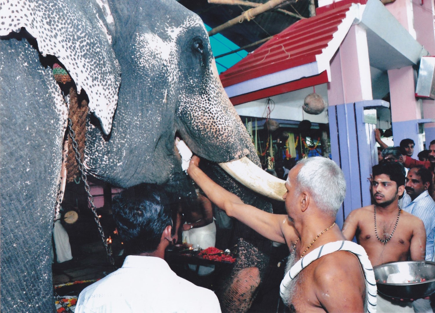elephant-feeding-2